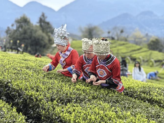浪漫宣恩 贡茶茗星”诞生！