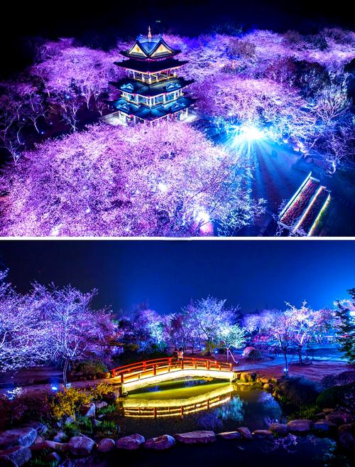中外嘉宾无锡赏“夜樱”