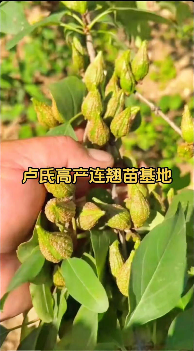 来吧，跟着连翘一起去卢氏踏春魅力卢氏2025年03月27日 19:47河南
