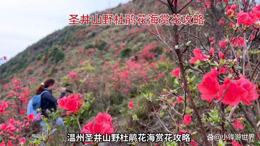 旅游 第93页