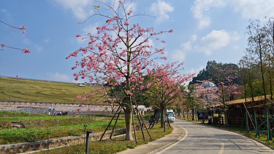 乐昌市云岩镇紫荆花海扮靓山林