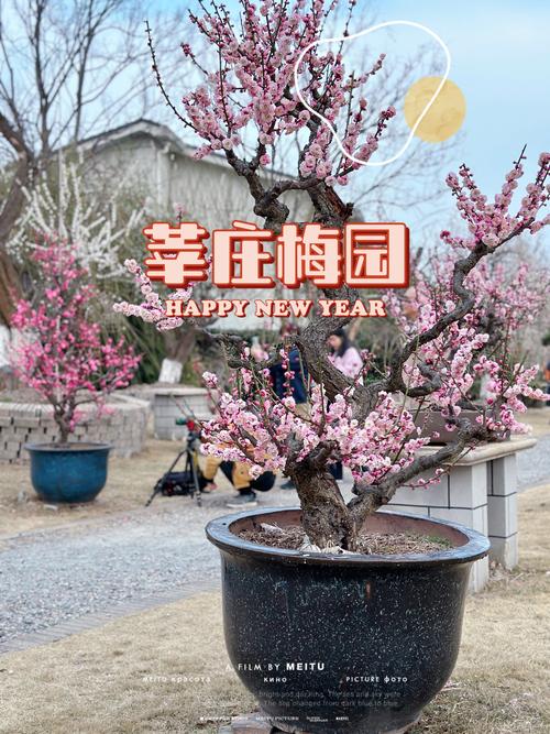 实探刚回来！烟台梅花开！好！啦！赶紧冲