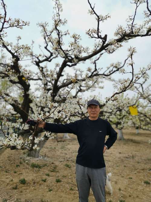 庞各庄镇：万亩梨园含苞待放 这份身“庞”春日邀请函请查收