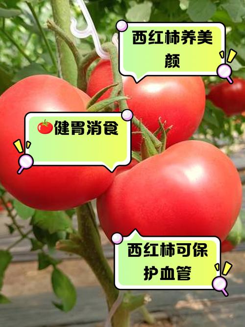 铁含量是西红柿20倍，春天随手一蒸，营养高，助睡眠，错过等一年