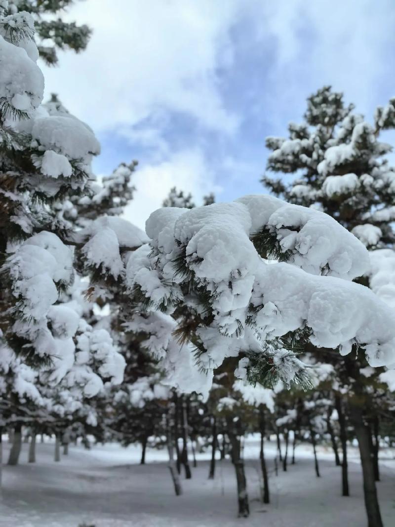阳春三月赏花期，威海还在“雪花飘”突然下的一场雪