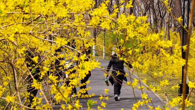 果然视频·好景山东|济南千佛山公园连翘花开，仿佛踏入金色海洋