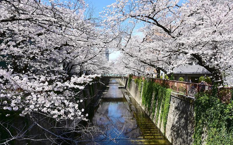 日本东京目黑川樱花盛放 游客尽享春日美景