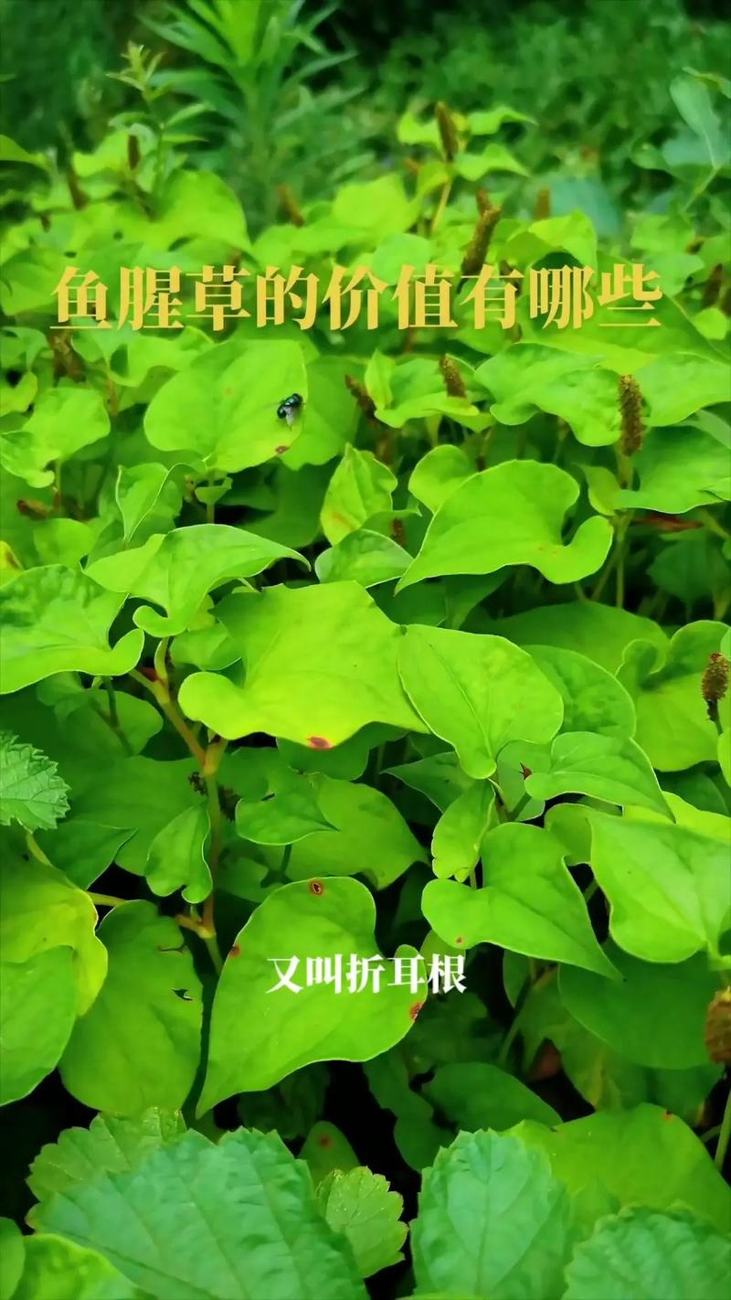 鱼腥草含一级致癌物，伤肾还致癌？折耳根还能吃吗？告诉你答案