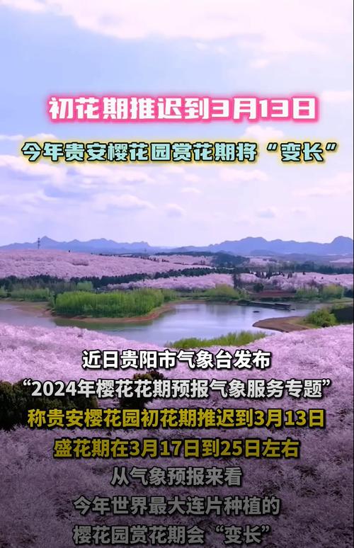 贵州：贵安樱花遇低温花期延长等您，错过再等一年