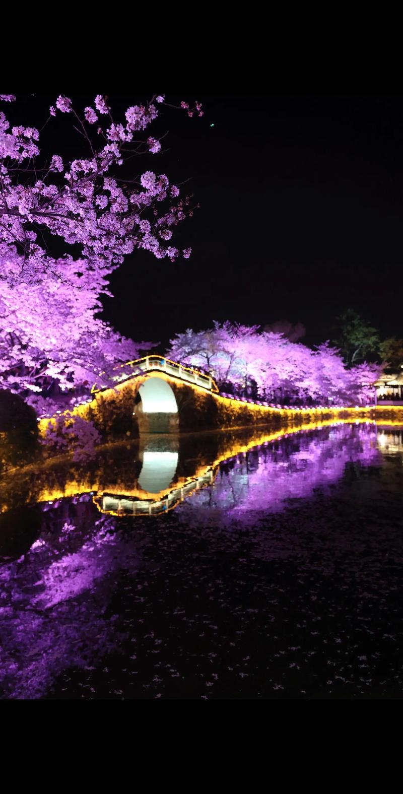 鼋头渚夜樱，这里是你的浪漫樱花打卡圣地