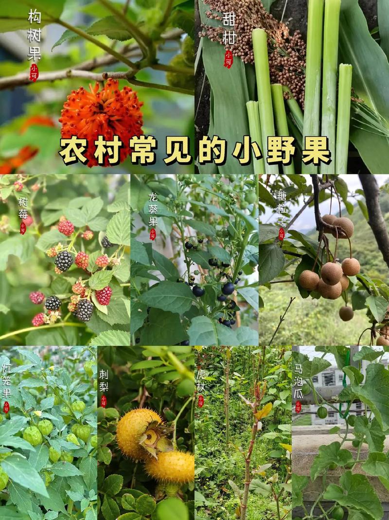农村地头的小野果你吃过几种呢？