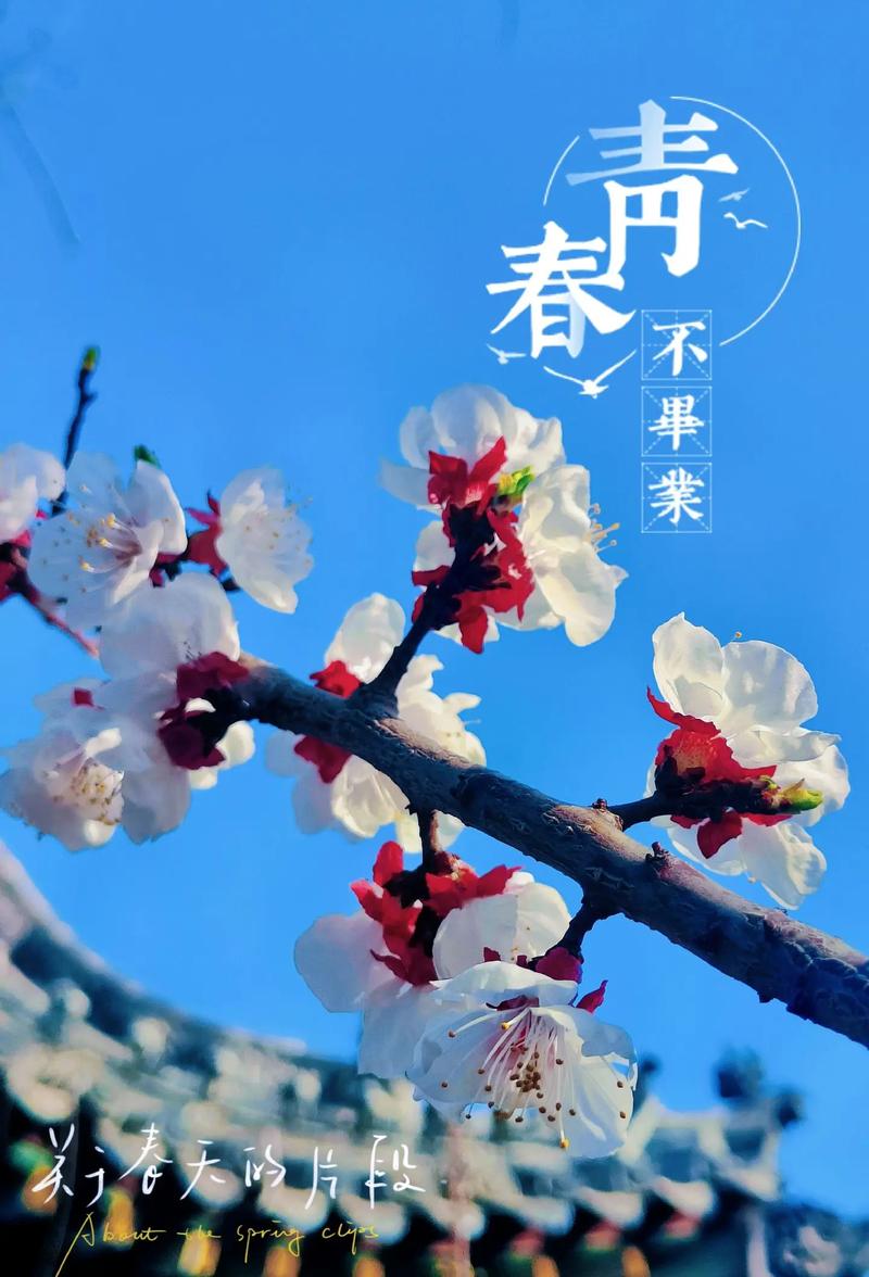 春日限定，让我们邂逅一场杏花之约！春日#好客山东好品山东