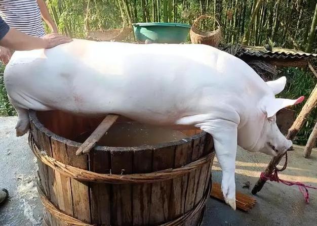 房梁上挂70多年，四川臭猪肉发黑发臭只招待贵宾，这肉真能吃吗？