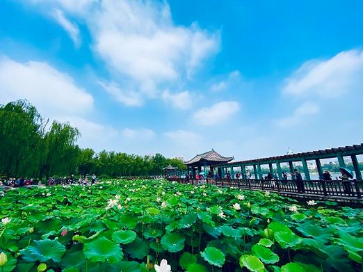 3月29日，北京莲花池公园的奇异景观
