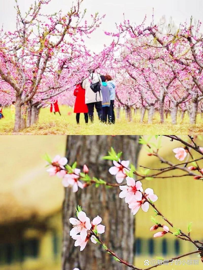 距西安60公里，鄠邑柳泉桃花节已进入盛开季，导航：柳泉口村