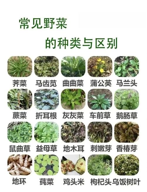 春夏季最毒野菜黑名单！长得像香椿别乱摘
