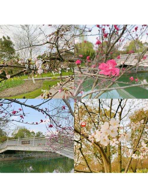 杭州白塔公园里的樱花海棠花盛放，火车花下过美的热闹看完醉了