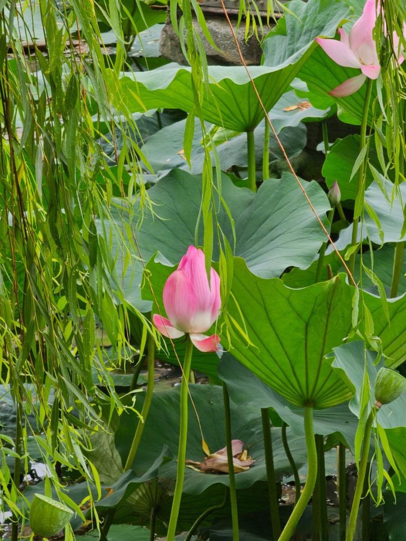 大明湖畔夏雨荷
