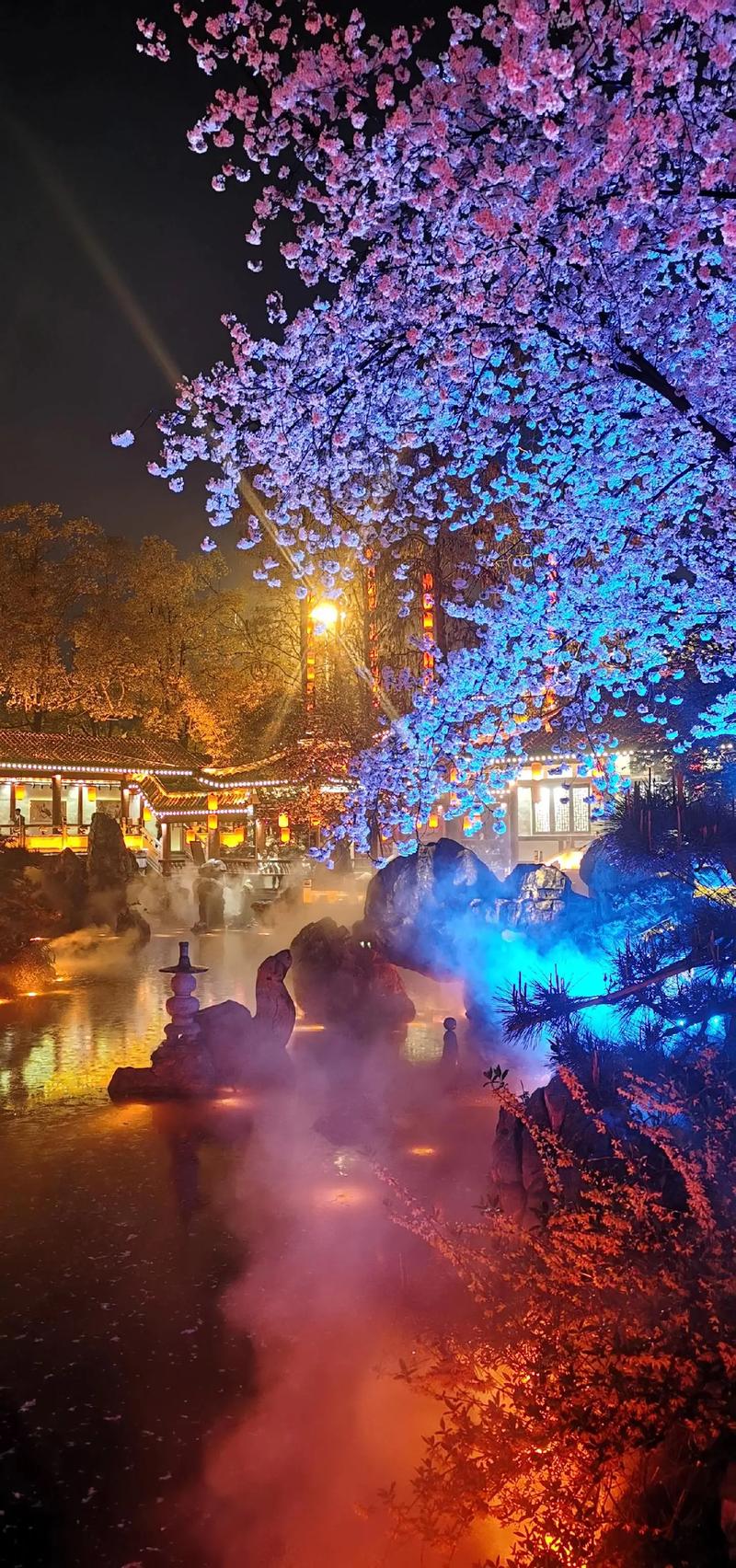 （江苏周市樱花园）昆山最大樱花主题公园，早樱正盛开，夜色美妙