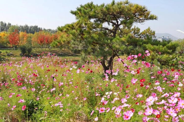 春意盎然 去涉县峰峰赴花约
