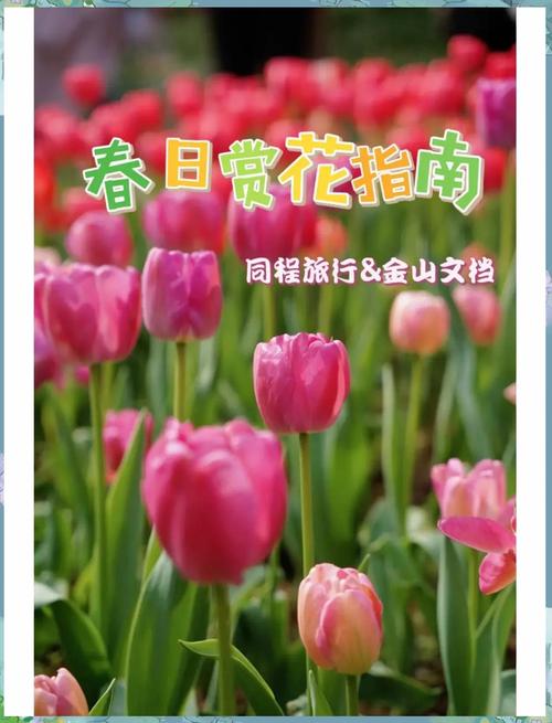 河北广播电视台 花”点时间~遇见河北—跟我一起来赏花吧！