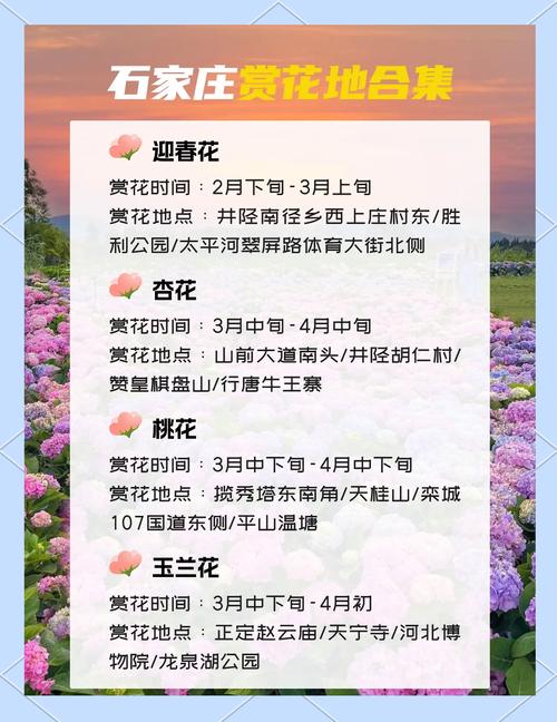 SVG丨2025临夏赏花预告，跟着花期去旅行~