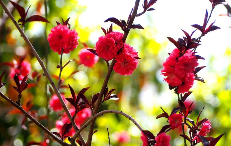 果然视频·好景山东|济南澄波湖碧桃花绚丽绽放，娇艳欲滴惹人醉