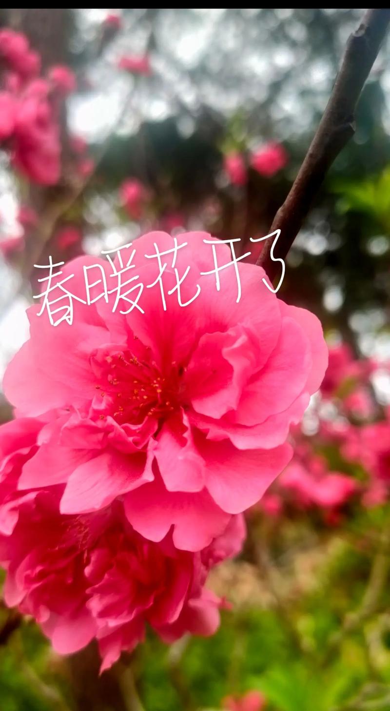 暖暖的春风迎面吹桃花朵朵开 又是一年桃花开 静看花开花落