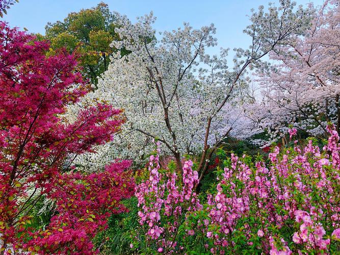 长风公园樱花苑进入最佳观赏期