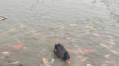 山东一黑天鹅叼起饲料喂食湖中锦鲤，接下来一幕众人傻眼