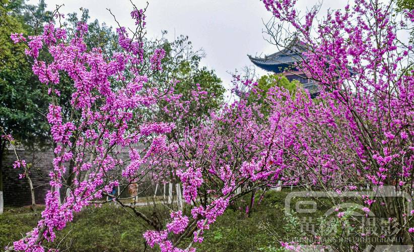 邹平市韩店镇：紫荆花开春意浓