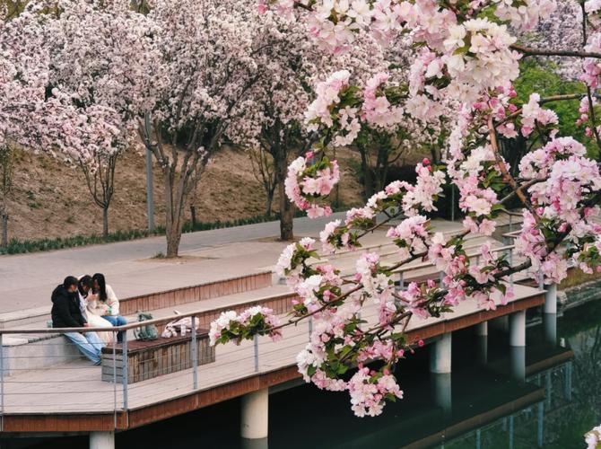 如云似锦！望京海棠花溪吸引市民前来打卡