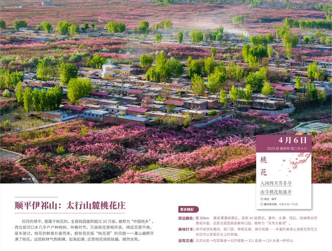 万顷条花盛开你还在等什么？顺平伊祁山万顷桃花盛开快点来打卡吧