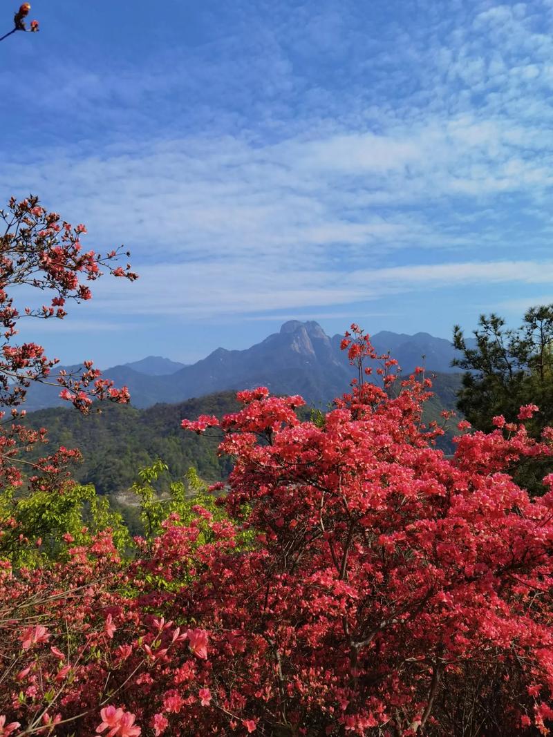 #随拍 映山红 风景 天露映山红#诗与远方 户外