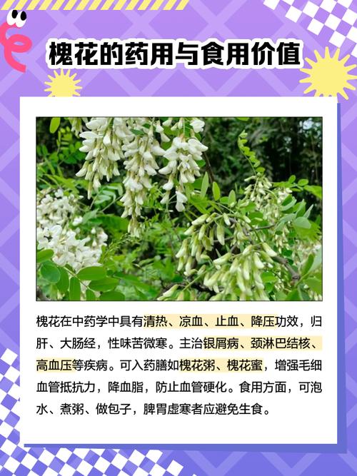 南京槐花5元一两，这些春花变身菜中“新贵”