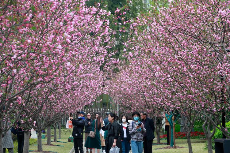 古风海棠花、郁金香花海…上海市区这个免费公园美得太全面了！