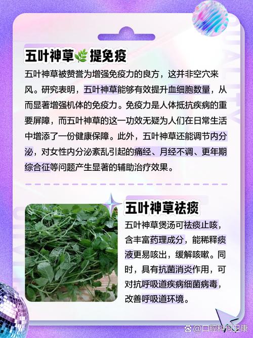 阳台都能疯长的绿叶菜之神！护肝、降压、清肠道，白水一煮超鲜甜！