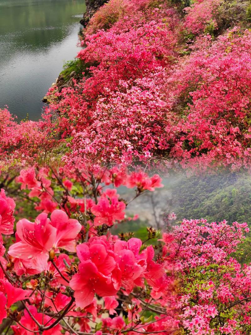 又到赏映山红的季节了 漫山遍野的杜鹃花有多美 我为家乡代言