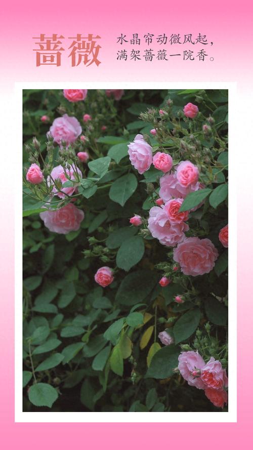 坐高铁游广元丨四月的花花世界，是那片唯美的“蔷薇花墙”给的