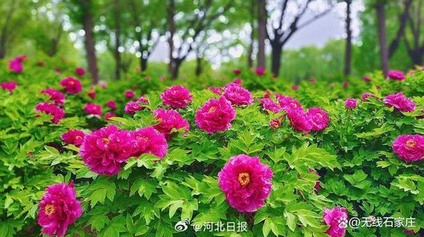 石家庄市植物园2万株牡丹迎来盛花期