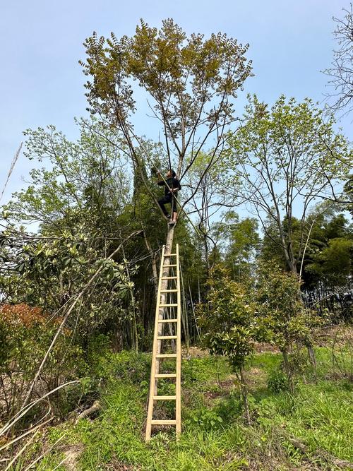 八旬老人摘香椿被困8米树上，山东消防出手了！