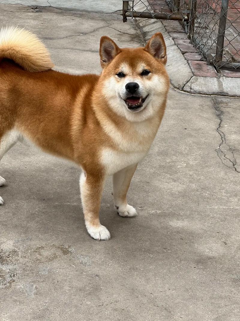 起猛了！山东现 猪形柴犬"爆红 网友：这是狗界泰山？