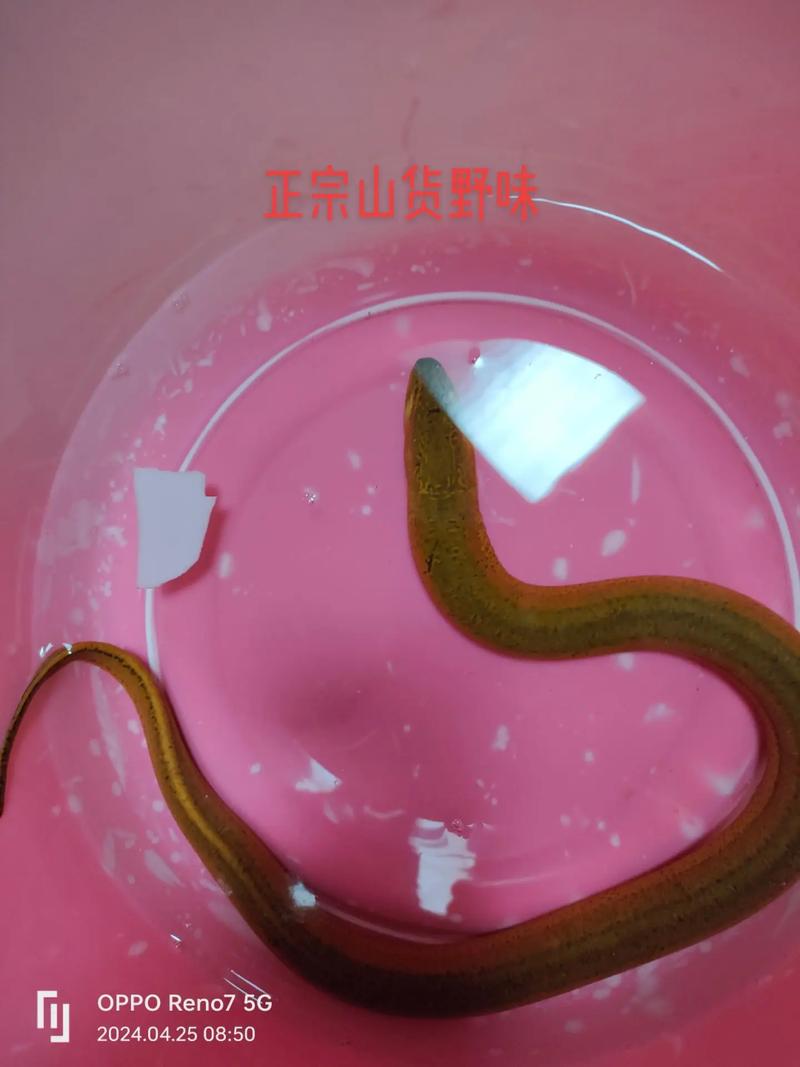 春天万物复苏吃野生黄鳝的季节已经来临碰到了买了吃！味道鲜美！