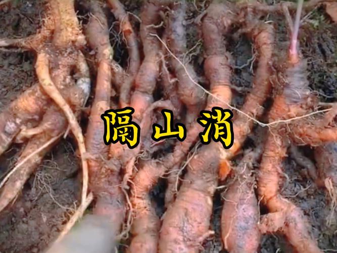 大理宾川：大山送给我们的消炎菜