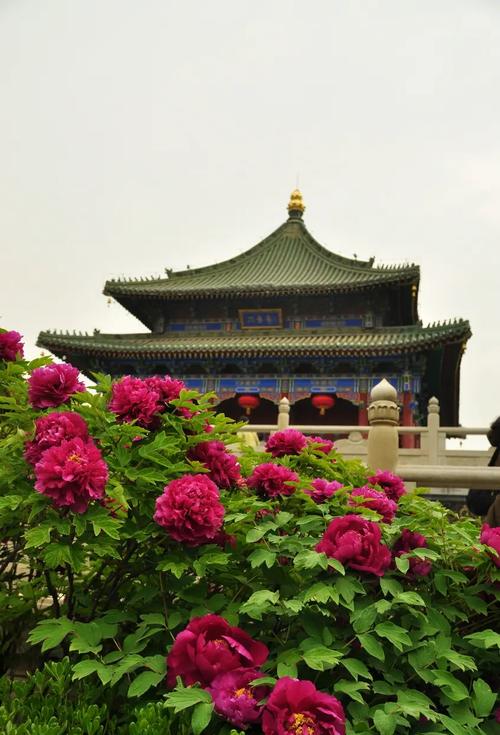 西安沉香亭附近的牡丹园，牡丹花开惹人爱，游客：太惊艳了！