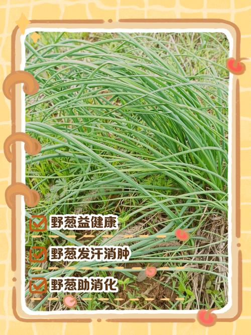 农田边缘的野味：探秘野葱 内容启发搜索 三农 纯天然绿色食品