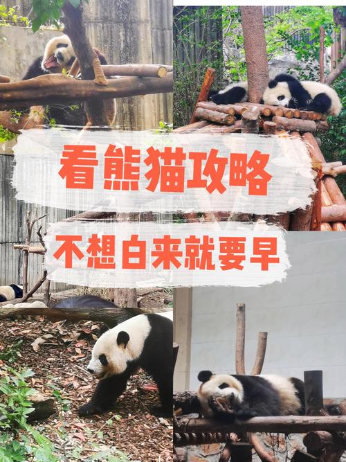 注意！熊猫谷开闭园时间有变