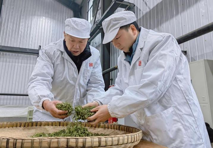 雅安20余家茶企将亮相