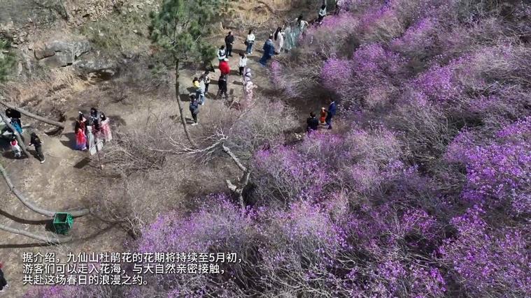 第十三届五莲杜鹃花季启动