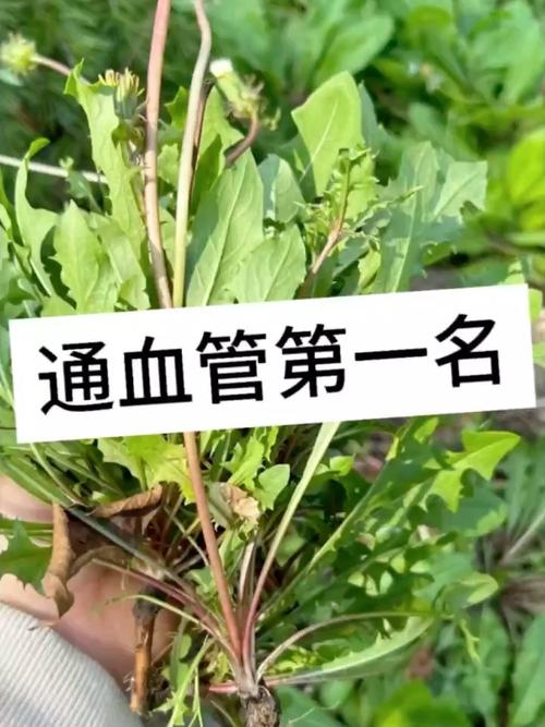 不花钱的野菜，打通血管，农村遍地都是，现在吃正当时！